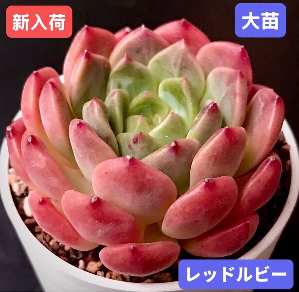 新入荷★韓国苗★レッドルビー★レア種★可愛い紅葉大苗★超美苗★多肉植物★エケベリア