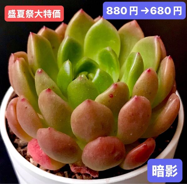 盛夏祭大特価★新入荷★韓国苗★暗影★可愛い紅葉大苗★超美苗★多肉植物★エケベリア