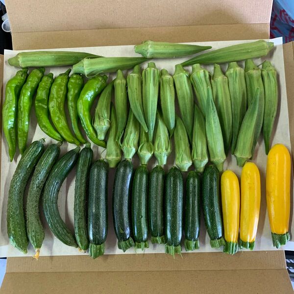 《値下げ》朝獲れ夏野菜セット ネコポス