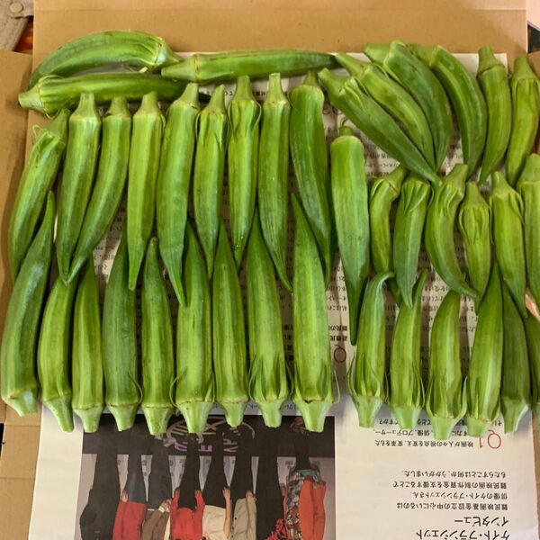 《値下》朝獲れ夏野菜 オクラ ネコポス