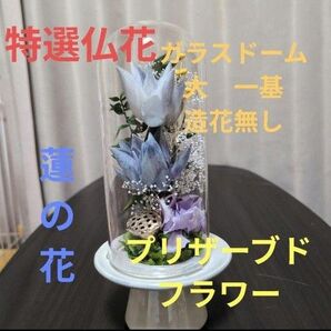 特選仏花 大 一基 造花無し 蓮の花 プリザーブドフラワー ガラスドーム入り