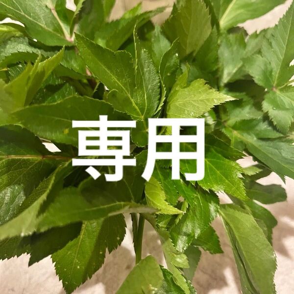 農薬不使用明日葉約150g 外葉&準新芽東京都産アシタバ あしたば健康野菜うさぎ