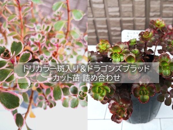 セダム 2種セット(トリカラー斑入り・ドラゴンズブラッド)カット苗 入るだけ