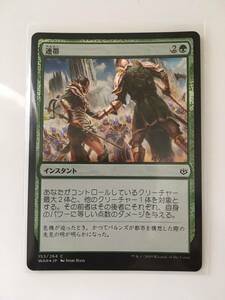 MTG　連帯/Band Together/Arlinn, Voice of the Pack　(WAR/灯争大戦,日) 1枚(Foil)