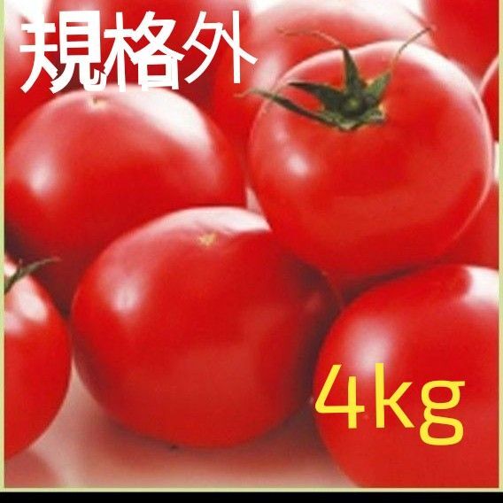 規格外 訳あり とまと トマト 野菜 農家産 新鮮 朝どれ発送 大きさバラバラ 4kg