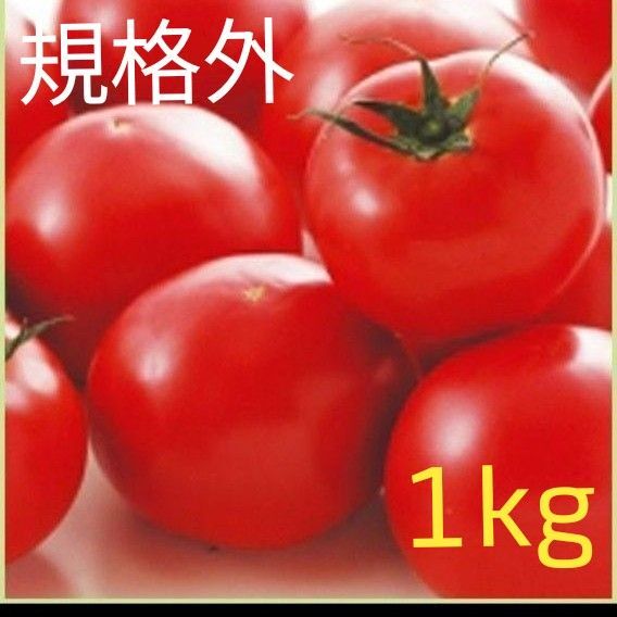 規格外 訳あり とまと 農家産 朝どれ発送 新鮮 旬野菜 トマト 1kg