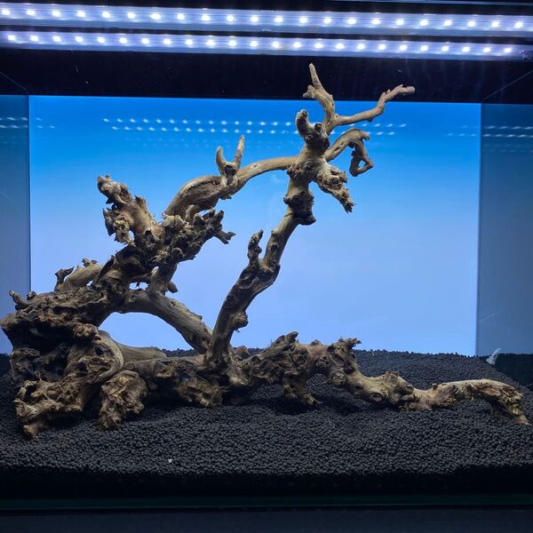 MSW-6571天然流木 2本セット 枝流木 アクアリウム