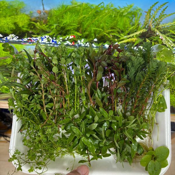 ビオトープ用水草 10種類 50本 以上 水上葉 無農薬 水草セット