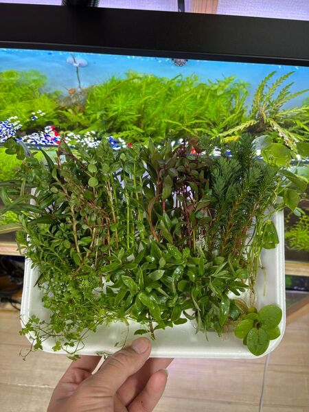 ビオトープ用水草 10種類 50本 以上 水上葉 無農薬 水草セット