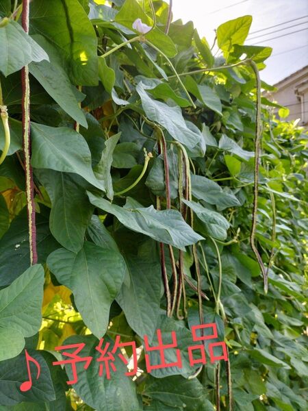 ささげ 三尺豆 十六ささげ 希少紫縞 台湾菜豆 400g以上