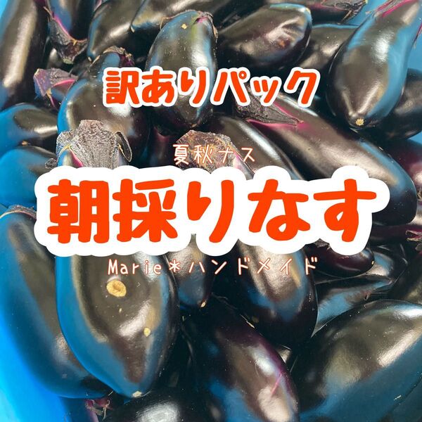 【訳あり】1.5kg 千両なす 夏秋ナス 茄子 夏野菜 産地直送 期間限定