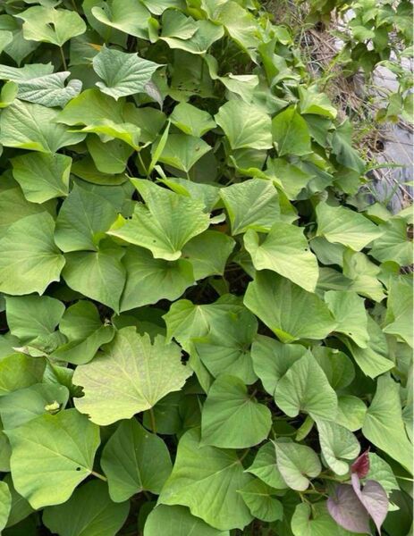 シルクスイート苗 サツマイモ苗 芋 サツマイモ さつまいも 野菜苗 10本