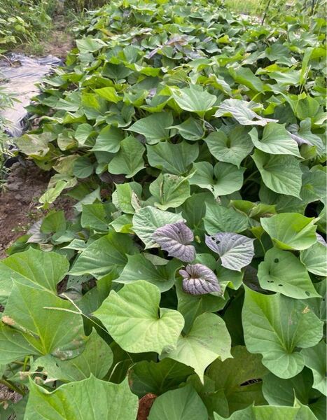 農薬不使用 安納芋 さつまいも苗 6本