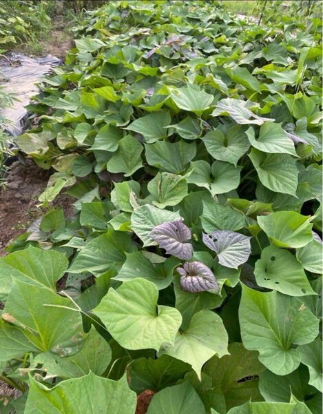 さつまいも茎葉 400g