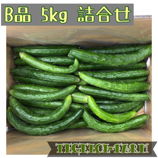 キュウリ 5kg スマイル品 食べる美容液