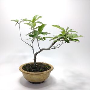 秋茱萸(アキグミ)盆栽 CS203