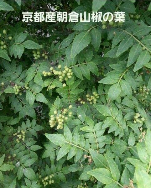 京都産 無農薬 朝倉山椒の葉 100枚