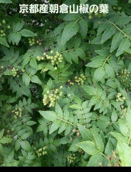 京都産 無農薬 朝倉山椒の葉 100枚