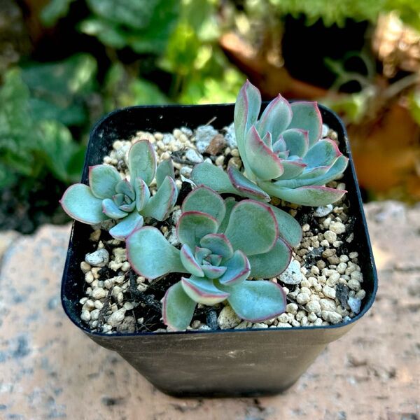 多肉植物 エケベリア 花うらら 抜き苗 1ポット 現品