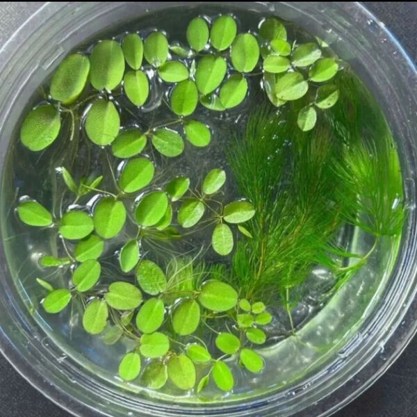 メダカ飼育用 水草セット マツモ5本 + オオサンショウモ10株 無農薬