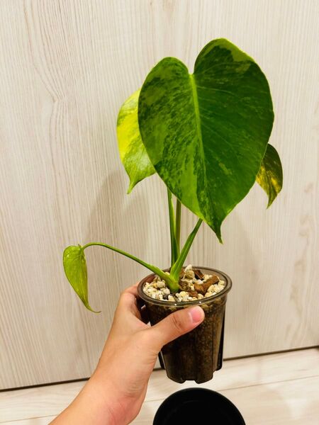 激レア 中小株 発根済み モンステラデリシオーサ イエローマリリン 黄斑入り