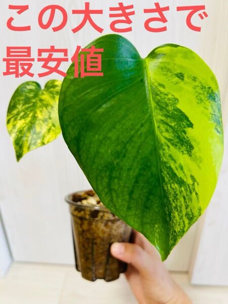 激レア 中小株 発根済み モンステラデリシオーサ イエローマリリン 黄斑入り