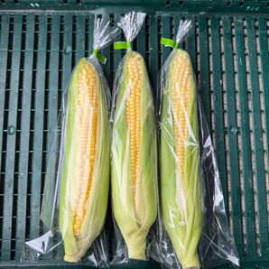 ゴールドラッシュ 3〜4本 コンパクト発送