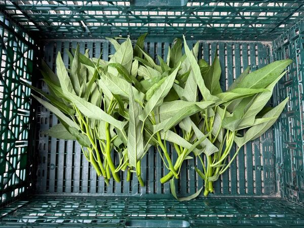 空芯菜 エンツァイ 箱込み300g ネコポス発送