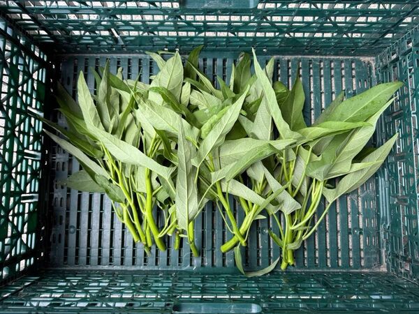 空芯菜 エンツァイ 箱込み300g ネコポス発送