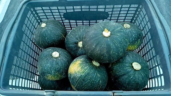 北海道産味早太南瓜 小玉サイズ 10kg