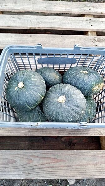 北海道産味早太南瓜 10kg
