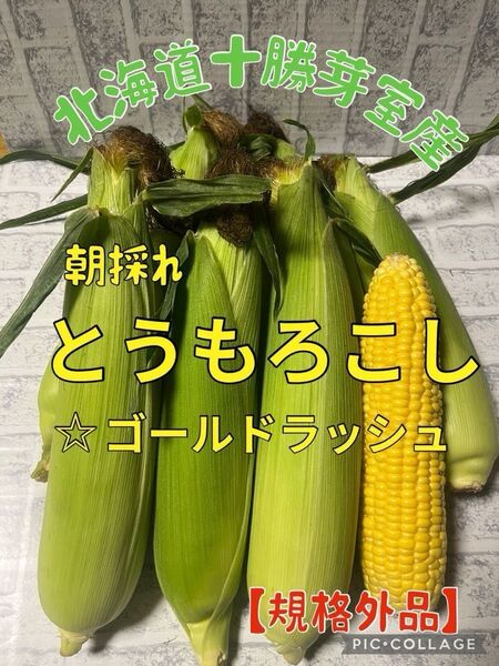 北海道十勝芽室産とうもろこし朝採ゴールドラッシュ【規格外品】本日ラスト出品