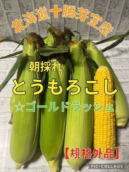 北海道十勝芽室産とうもろこし 朝採ゴールドラッシュ 【規格外品】
