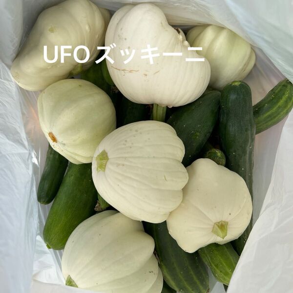 UFOズッキーニ 6〜10個 おまけ きゅうり 栽培中農薬不使用 イタリアン 創作料理に
