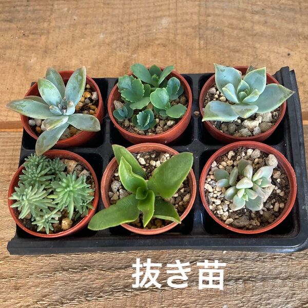 多肉植物 寄せ植え 6鉢 抜き苗 根付き カット苗 ★ セダム エケベリア 紅葉 子宝草 多頭 多肉