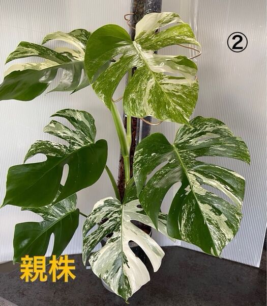 モンステラ ボルシギアナ ホワイトタイガー 斑入り Variegata Monstera 切り戻し 茎 ②