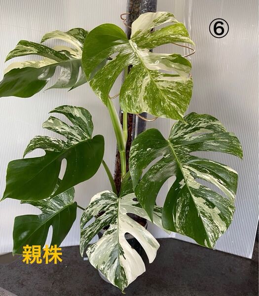 モンステラ Monstera ボルシギアナ ホワイトタイガー 斑入り Variegata アルボ 茎 ⑥