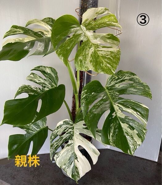 モンステラ Monstera ボルシギアナ ホワイトタイガー Variegata 斑入り デリシオーサ 茎 ③