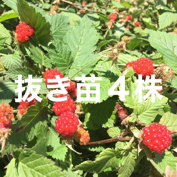 ★★木苺苗4株★★ 美味しい木いちご苗 草苺の抜き苗 栽培容易なラズベリー苗 ワイルドベリー