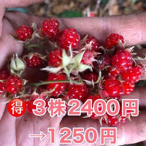 ★★冬苺苗3株★★ 3株2400円→1250円 珍しい冬収穫の木苺 木いちご フユイチゴ苗 ふゆいちご苗 冬いちご苗 木苺苗