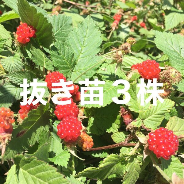 ★★木苺苗3株★★ 美味しい木いちご苗 草苺の抜き苗 栽培容易なラズベリー苗 ワイルドベリー