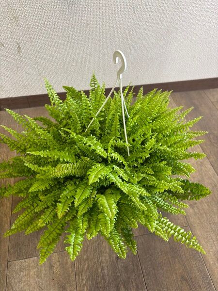 6寸*吊り鉢*ネフロレピス ツディ*観葉植物