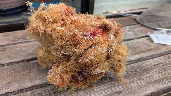 さらし天草 てんぐさ 伊豆産 100g