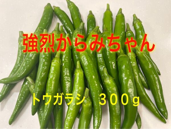 大分県産 収穫当日発送 生青唐辛子 強烈からみちゃん 300g ネコポス