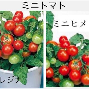 野菜の種 ミニトマト ミニヒメ レジナ