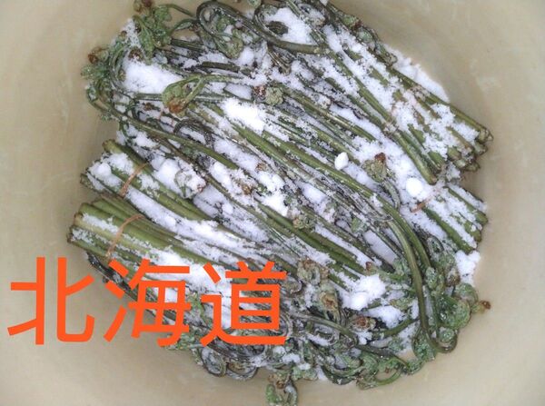 令和7年 わらび ワラビ 塩漬け 1400g相当 北海道