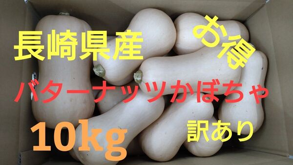 長崎県産 バターナッツかぼちゃ 10kg 訳あり