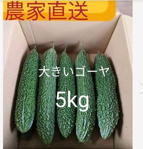 ゴーヤ 農家直送 訳あり 箱込み約5kg