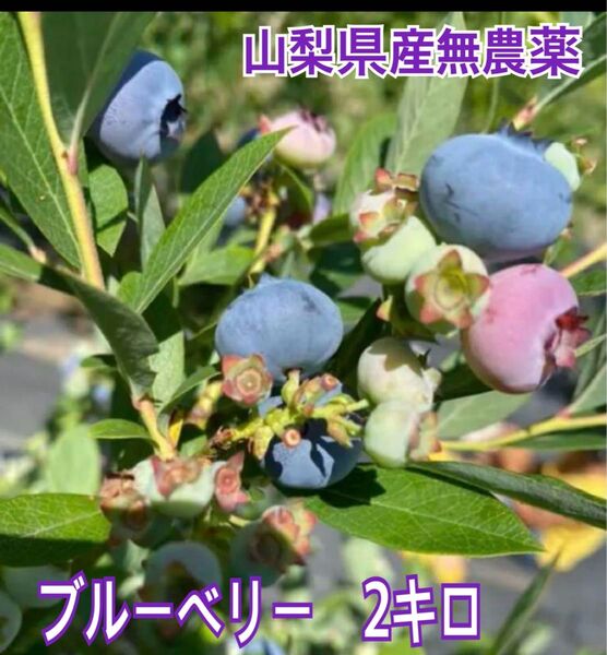ブルーベリー 2キロ ゆうせい山梨県産 無農薬