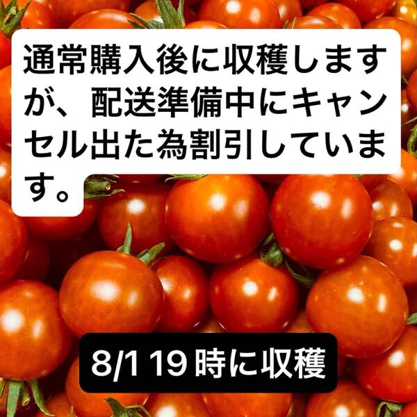 ミニトマト1kg 岐阜県中津川産